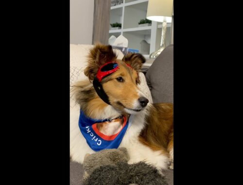 "What's wrong with YOU?" 🐶🤔 a hilarious Talky #shorts vid on Cricket "the sheltie" Chronicles e334