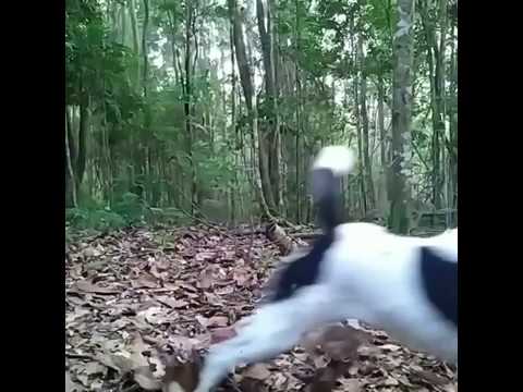 Smooth Fox Terrier Forest Fun