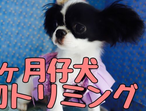 【4ヶ月仔犬】ミックス犬(狆・パピヨン)の初トリミング［兵庫ペット医療センター 尼崎本院］Happy dog glooming