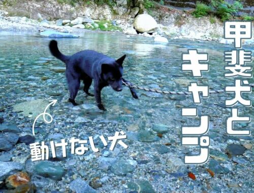 【甲斐犬】初めての川遊びで動けなくなってしまいました【秋キャンプ】