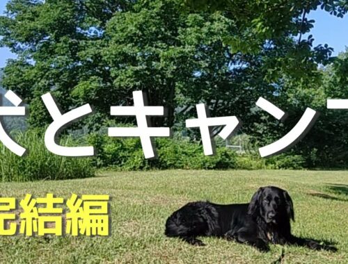 犬とキャンプ完結編【フラットコーテッドレトリーバー#52】