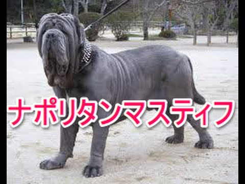 【犬図鑑】ポリタンマスティフ