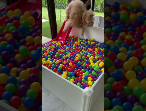 Building a Puppy Ball Pit! #shorts