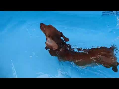 三日月、初めてのプールでエア犬かき #ダックスフンド #ミニチュアダックス #スムースダックス