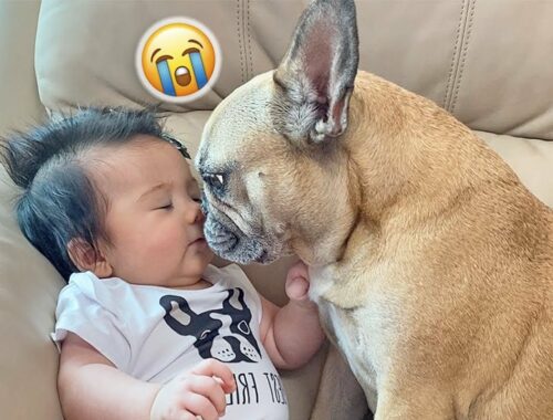 Our FUNNIEST Best Dog And Baby Moments of 2022