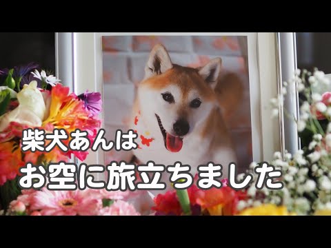 柴犬あんの旅立ち - あんと貫太の絆の物語 -
