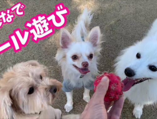 【🐶犬集合🐶】ドッグランでボール遊びをする日本スピッツちぃ。とわんこたち