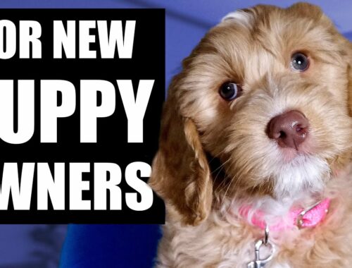 Your Complete First Week Puppy Training Plan