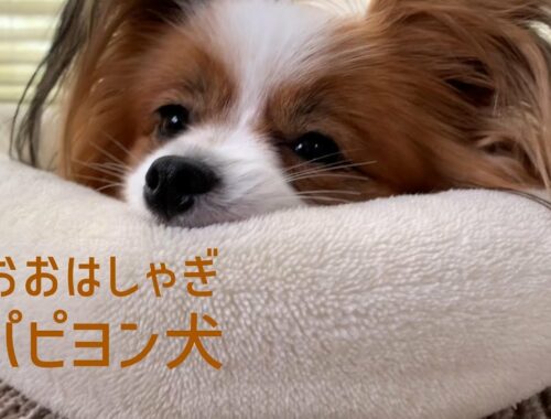 パパの帰宅におおはしゃぎするパピヨン犬 #02