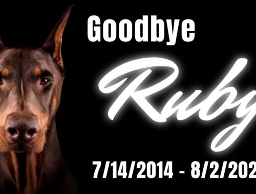 The Ruby Tribute—Farewell to a Doberman Legend (RubyDooby_Do)
