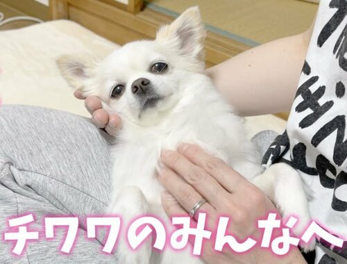 【関西弁でしゃべる犬】ロングコートチワワのみんなへ Part1【おしゃべりペット】
