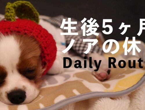【キャバリア子犬】生後5ヶ月記念!デイリールーティン
