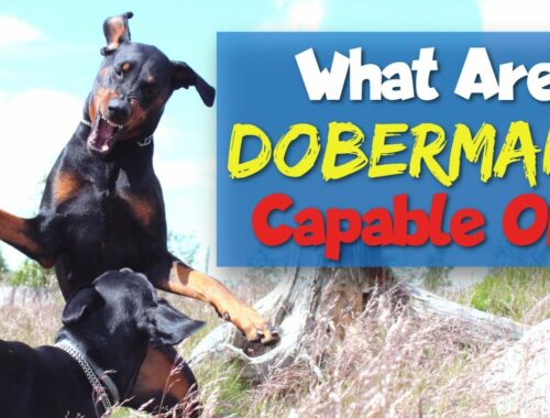 A Doberman's Amazing Abilities