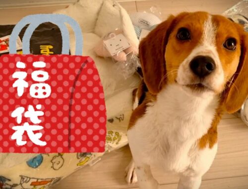 【福袋2023】スヌーピーの福袋を買った結果…総額〇〇円【ビーグル犬】