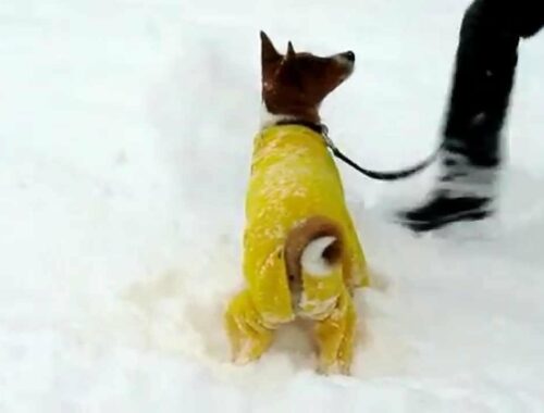 バセンジーの雪遊び　Snow Basenji