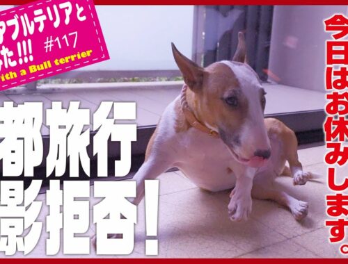 ［ブルテリア］Miniature Bull Terrier  京都旅行 まさかの散歩拒否！Kyoto Trip Unexpectedly refused to walk!