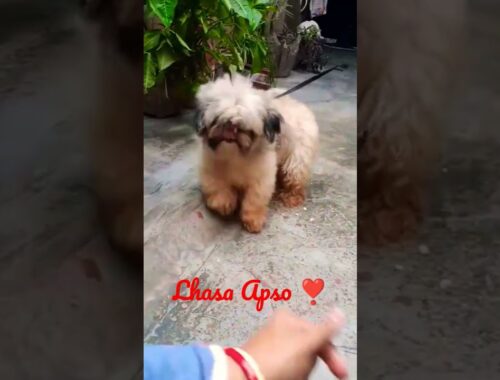 Super Cute and Playful Lhasa Apso | Best Small Breed Dog 🐶 #pet #doglover #cute