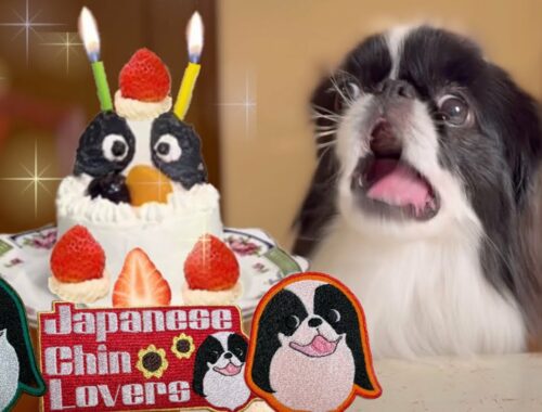 ㊗️誕生日おめでとう！手作りケーキとプレゼントにご満悦！日本犬狆のモモさん