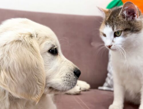Golden Retriever Puppy tries to make friends with Cats