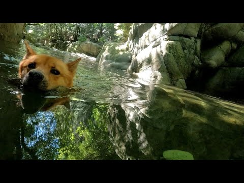 山奥の透明な川で甲斐犬と川散歩【赤一枚の甲斐犬】