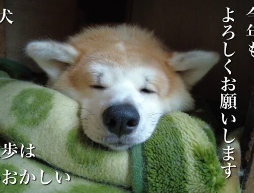 秋田犬ともぐら家族　はる、新春、今年もよろしくお願いします