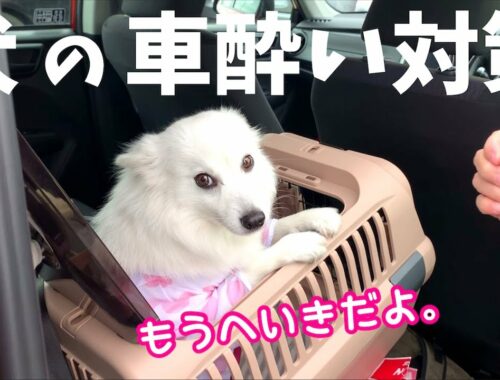 【犬の車酔い対策】日本スピッツちぃ。はこれで車に酔わなくなりました🐶