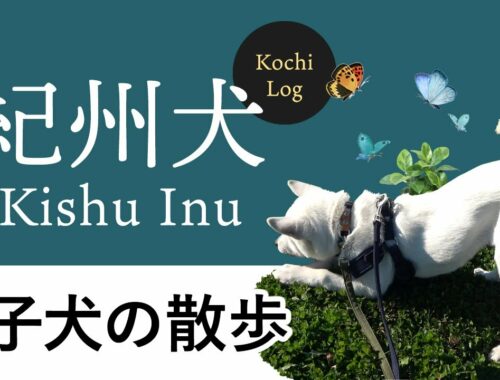 【子犬の散歩】紀州犬　Kishu Inu ( Japanese dog ) Puppy