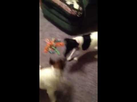 Smooth Fox Terrier Dance