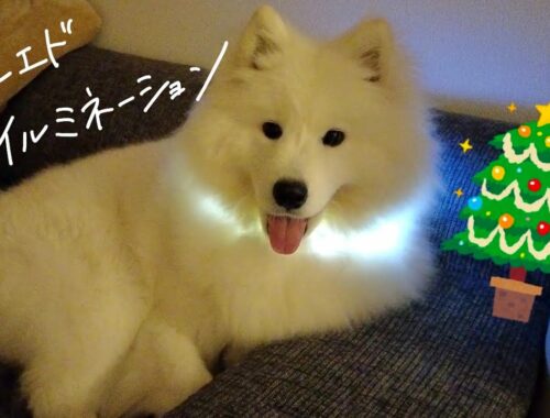 クリスマスツリーが無いのでサモエドを光らせました【大型犬】We don't have a Christmas tree, so I made my Samoyed glow.【samoyed】