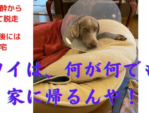 【大型犬の去勢手術】ワイマラナーの分離不安は、去勢手術後も即帰宅。