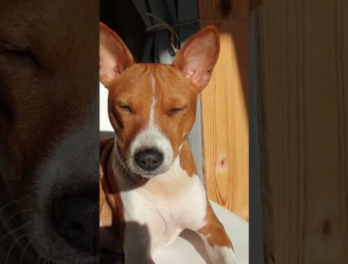 Basenji in the sun is the happiest basenji! 🌞#basenji #basenjidog #foryou #sun #sunbathing #happydog