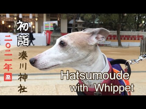 #whippet  #ウィペット　フローレンと行く初詣/First shrine visit with whippet Floren