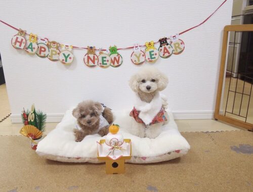 2022年→2023年愛犬たちの年越しの様子と新年のご挨拶♪