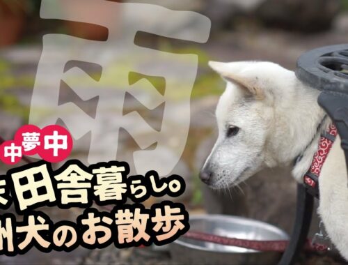 【紀州犬】犬から見た日常。田舎暮らしの雨の憂鬱。日本犬/紀州犬/japanese dog