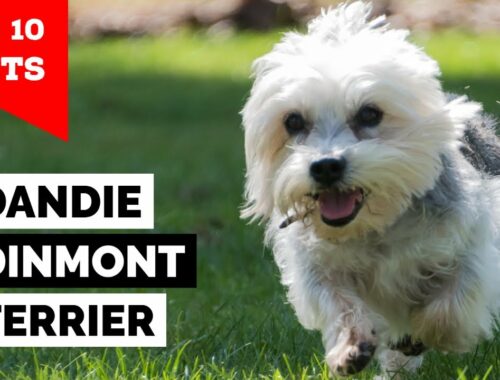 Dandie Dinmont Terrier - Top 10 Facts