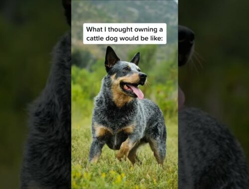 What I Thought Owning a Cattle Dog Would Be Like… #cattledog #heeler