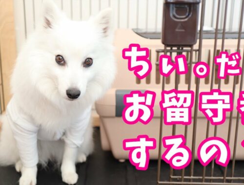 【犬のお留守番】飼い主が外出中に犬はどんな行動をするのか？（ケージ内で留守番編）/ When Dog is Home Alone - Japanese Spitz