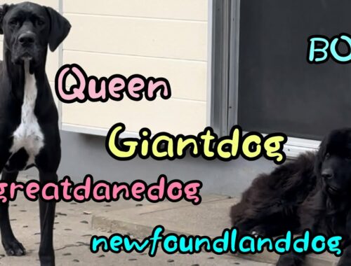 ニューファンドランドvsグレートデーン Giantdog boss＆Queen greatdanedog newfoundlanddog 渡辺ボス