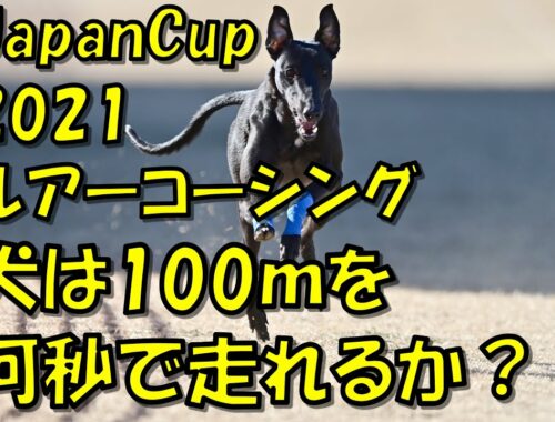 ルアーコーシング ウィペット（Whippet） RAY 9か月 2021-01-10 JapanCup2021 4th 千葉ポートパーク 直線100ｍを9カ月の犬は何秒で走り切れるのか？