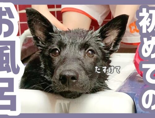 【甲斐犬】初めてのお風呂でシャンプーを頑張るツムギが可愛すぎました…！
