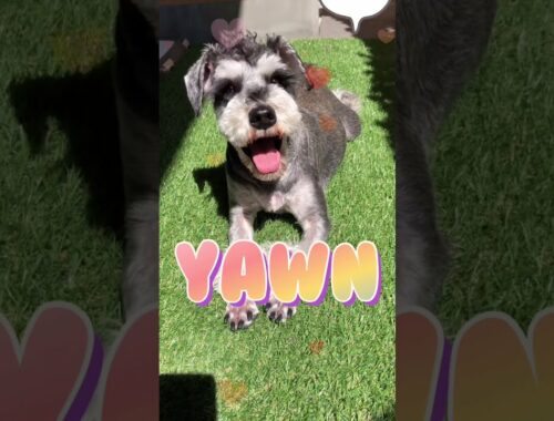 【give a big yawn】おおあくびするミニチュアシュナウザー　【KUROEMON】#shorts#MiniatureSchnauzer#dog