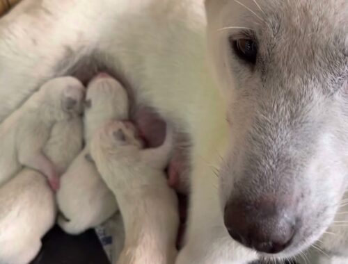 紀州犬のんの♡4頭の可愛い子犬を出産しました。
