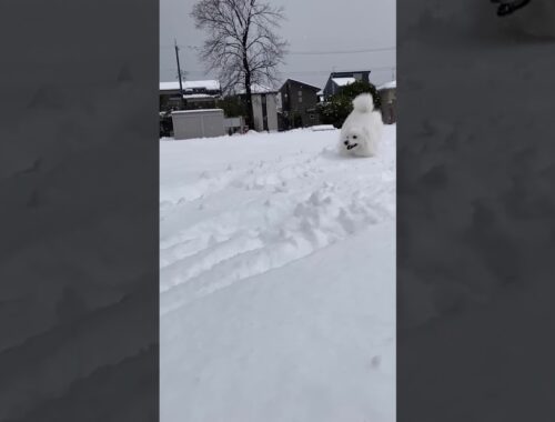 雪を駆ける日本スピッツ🐾 #shorts #日本スピッツ #スピッツ #雪 #japanesespitz #犬のいる暮らし #dog #snow