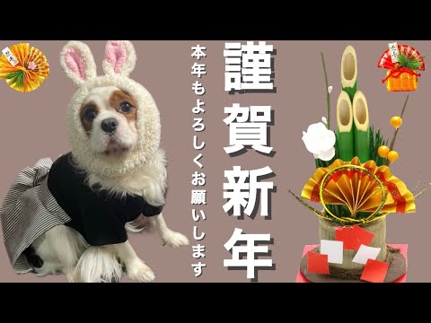 【キャバリア】愛犬とお参りができる神祇大社で今年の健康祈願‼︎本年もよろしくお願いします‼︎