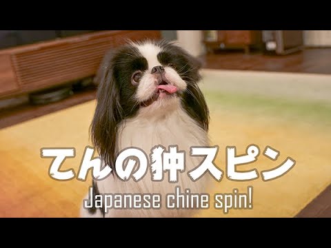 狆【Japanese chin spin】てんの狆スピン【LUMIX　S5】