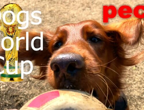 ワンルドカップ【Remix ver.】 - Dogs World Cup -　アイリッシュセター（アイリッシュセッター） Irish Setor（Irish Setter）