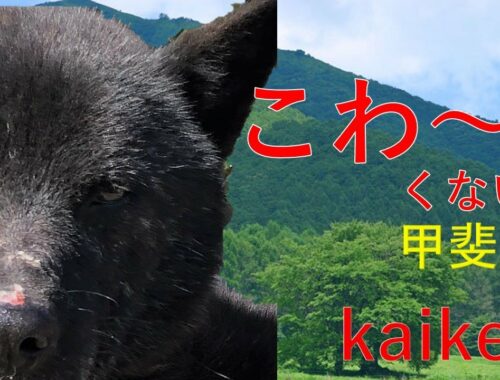 甲斐犬(kaiken)は、利口で飼いやすい犬種です。【Samurai dog TV】