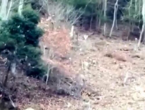 野生の鹿を見つけて興奮する日本テリア