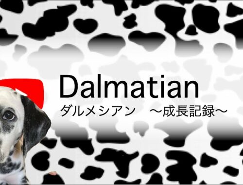 【犬】ダルメシアンをお出迎えしました！！
