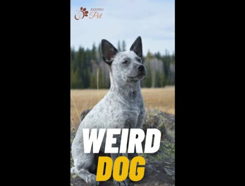 Weird Dog Breeds || Australian Stumpy Tail Cattle Dog || #short